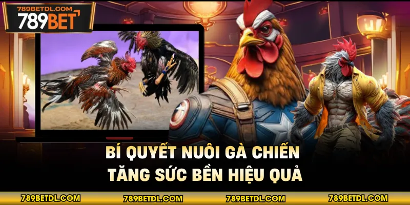 Bí quyết nuôi gà chiến tăng sức bền hiệu quả