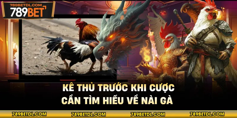 Kê thủ trước khi cược cần tìm hiểu về nài gà